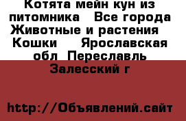 Котята мейн-кун из питомника - Все города Животные и растения » Кошки   . Ярославская обл.,Переславль-Залесский г.